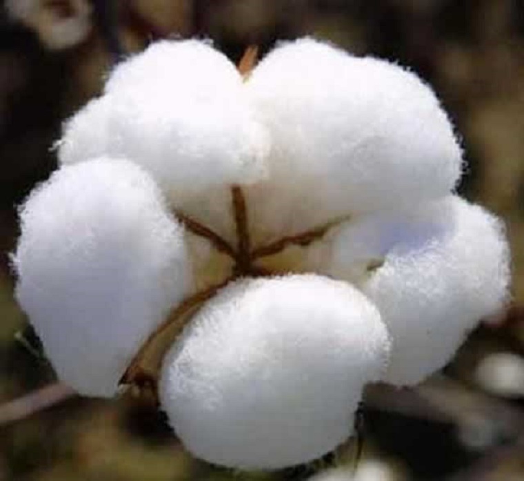 Zimbabwe cotton seed